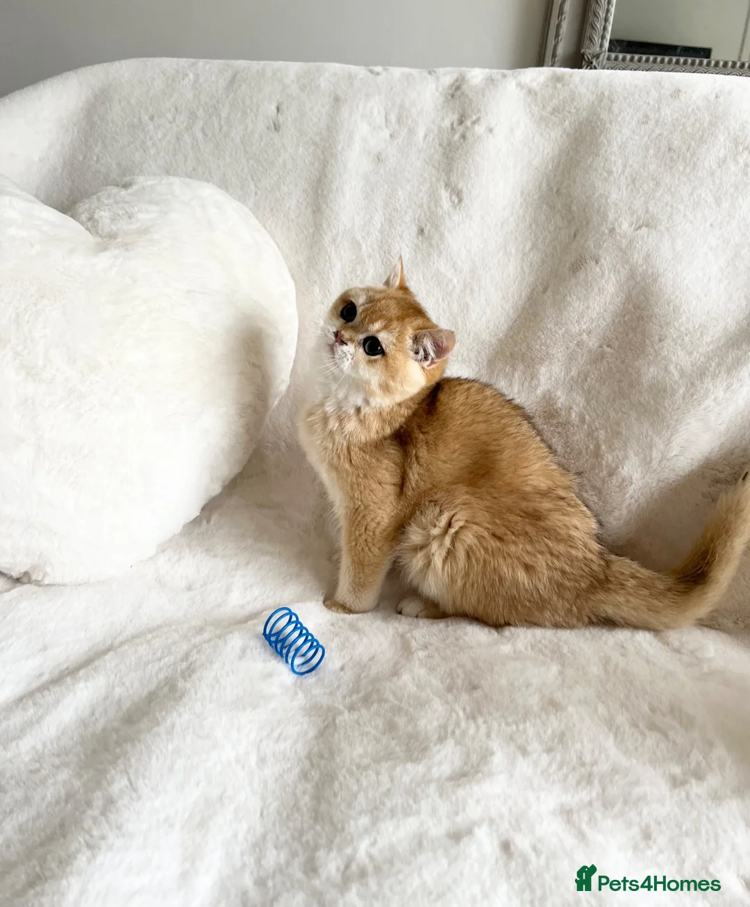 British Shorthair cats for sale: Ny12 Golden BSH Boy from European Parents - Advert 1