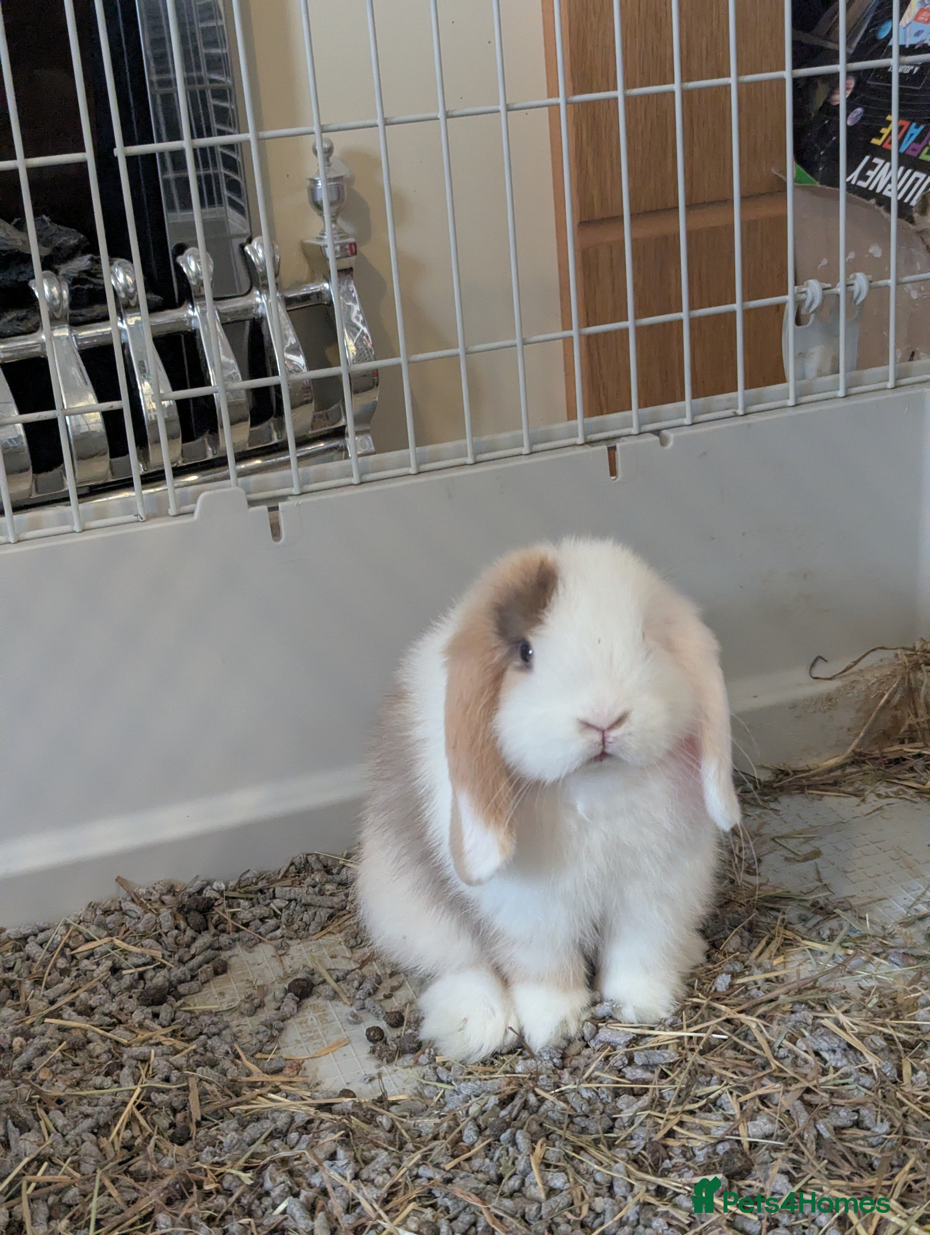 Mini Lop rabbits  READY TO LEAVE Pure bred mini lops (indoor only) - Advert 4