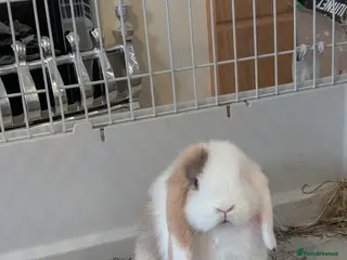 Mini Lop rabbits READY TO LEAVE Pure bred mini lops (indoor only) - Advert 4