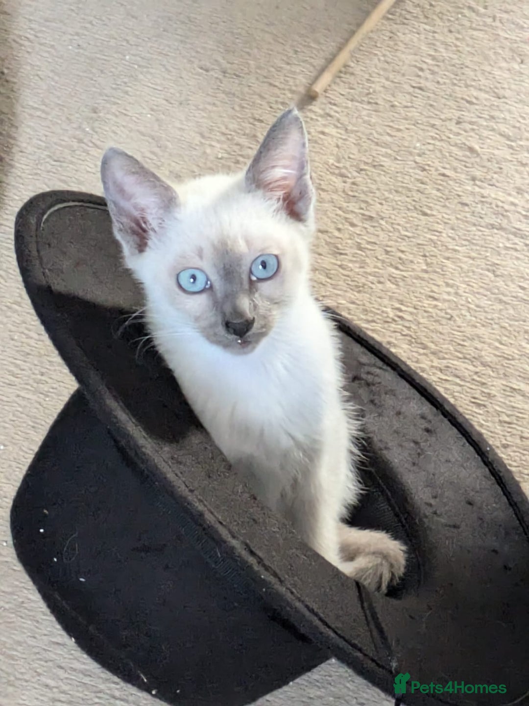 Snowshoe cats for sale: Rare Pedigree TICA Snowshoe Kittens -ONLY ONE LEFT - Advert 3