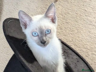 Snowshoe cats - Advert 5