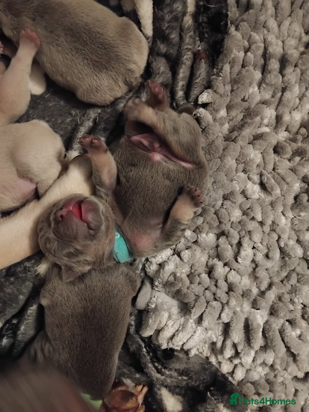 French Bulldog dogs for sale: Beautiful chunky French Bulldogs - Image 1