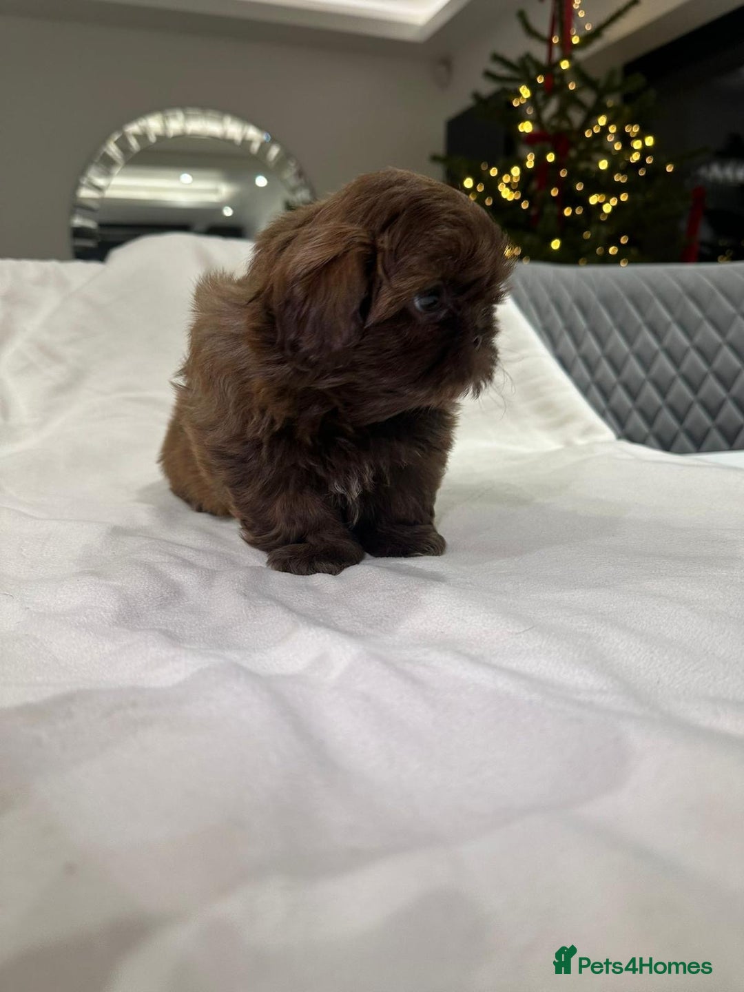 Shih Tzu dogs for sale: kC Imperial Shih tzu Ready now only 1 girl left  - Advert 22