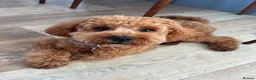 Cavapoo dogs for sale: 1 year old Cavapoo - bite history in Newport - Advert 9