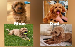 Cockapoo dogs for sale: Cockapoo puppies - Image 9