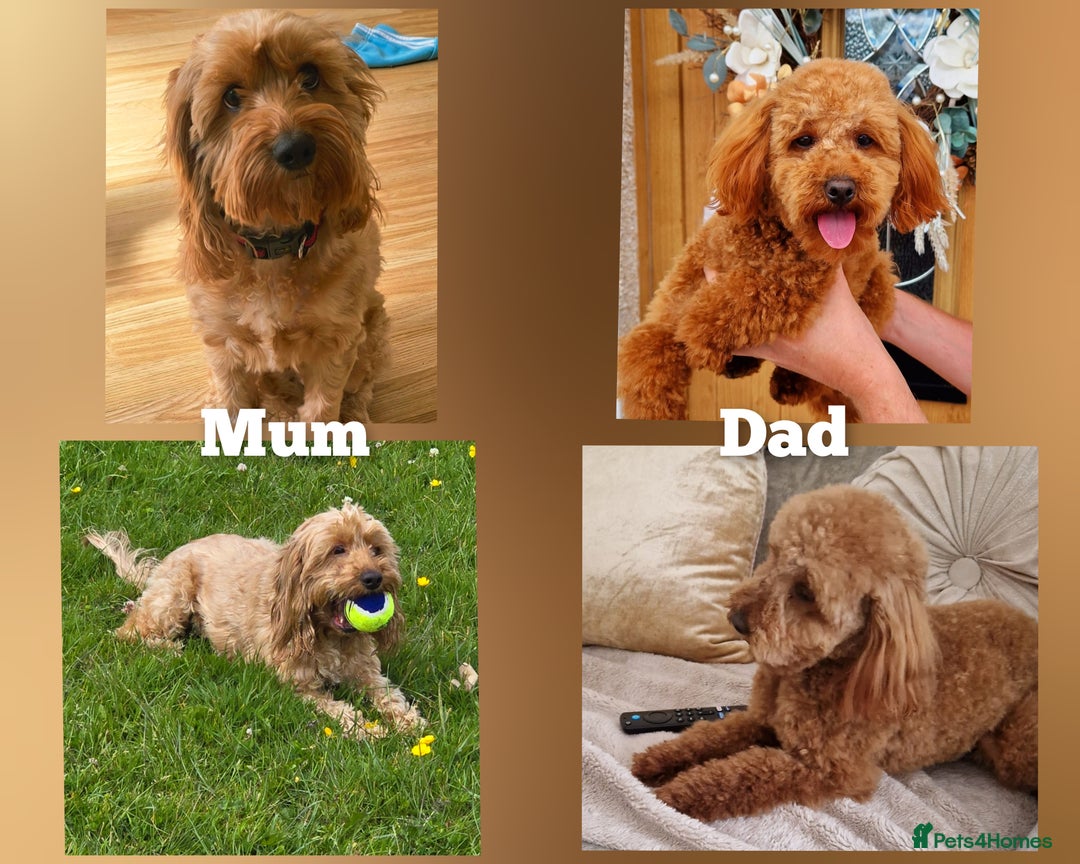 Cockapoo dogs for sale: Cockapoo puppies - Image 9
