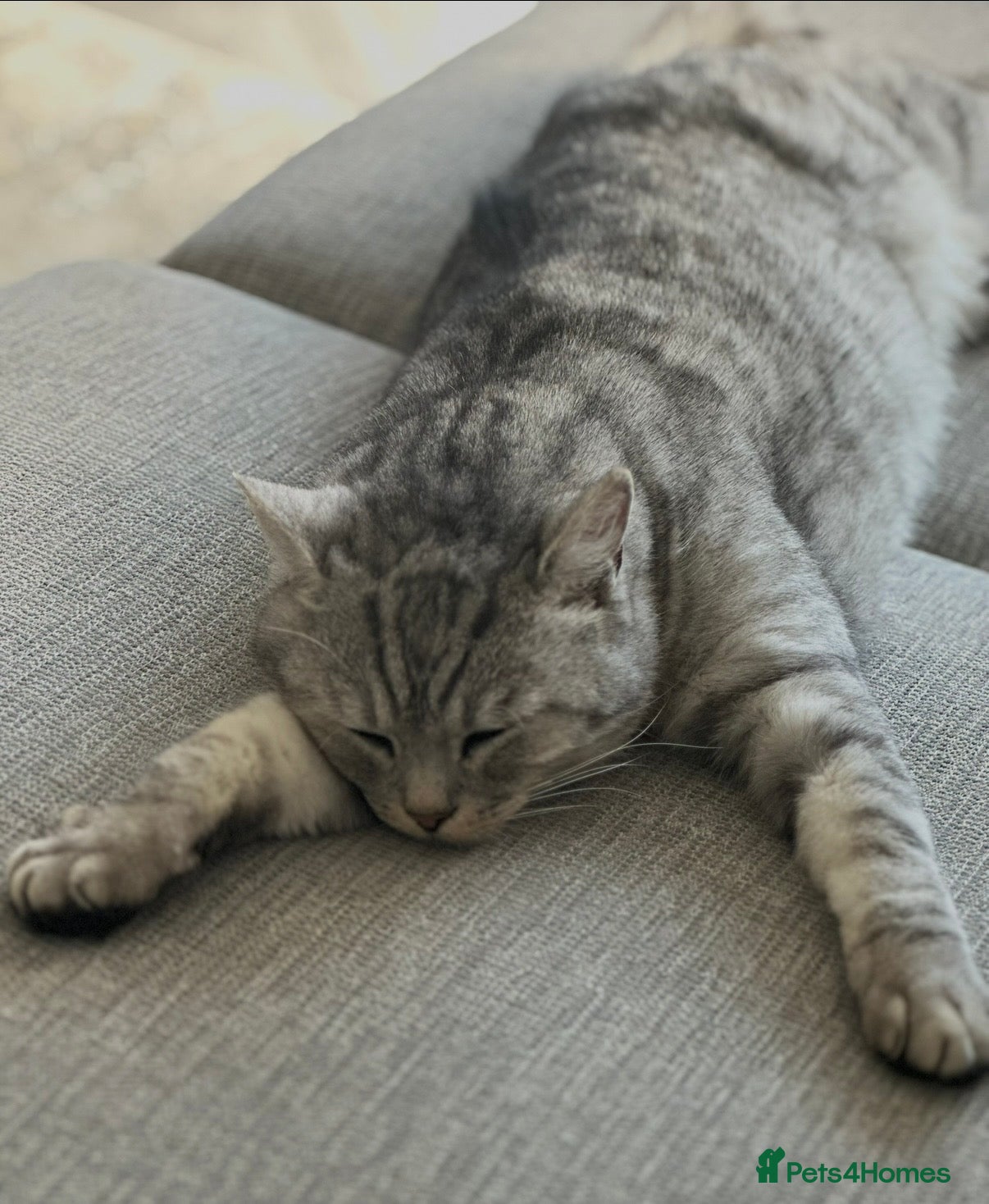 Mixed Breed cats for sale: Hunter  - Advert 1