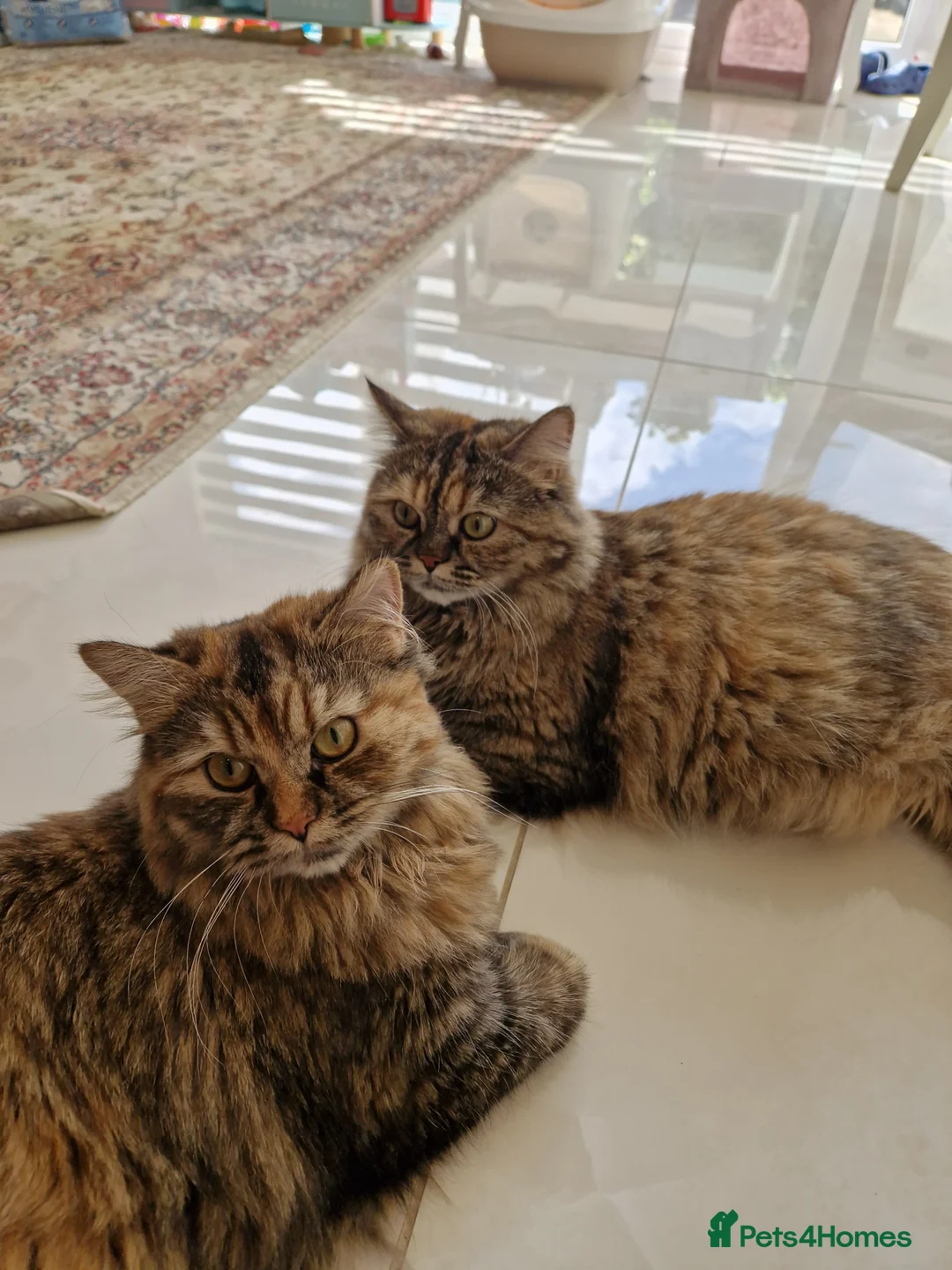 Mixed Breed cats for sale: Cookie & Peanut - half persian tabby girl cats  - Advert 1