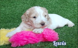 Cockapoo dogs for sale: Stunning F1 Cockapoos Available - Advert 6