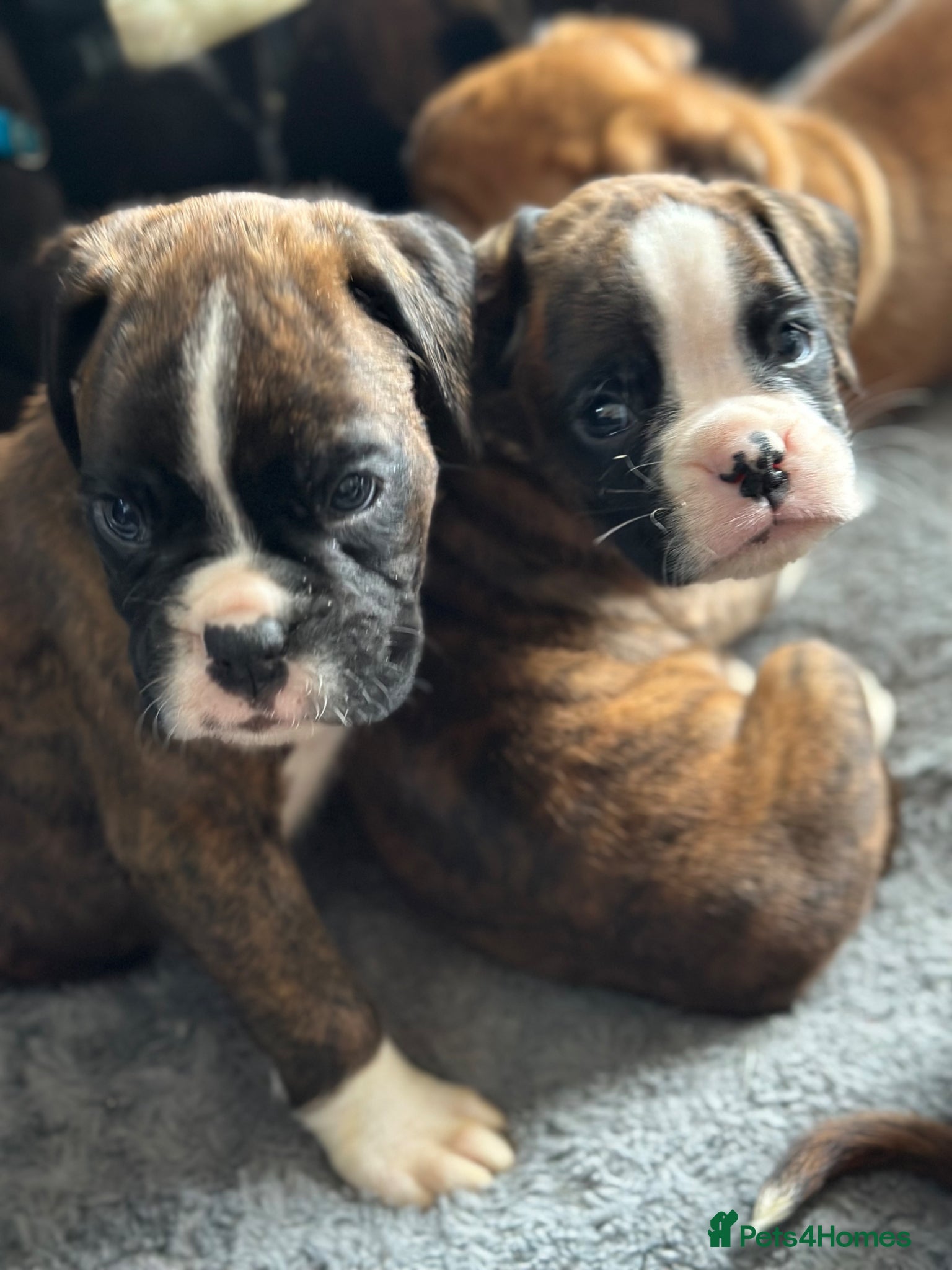 Boxer dogs Beautiful Kc boxer puppies  - Advert 2