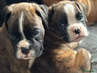 Boxer dogs Beautiful Kc boxer puppies - Advert 2