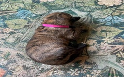 Lurcher dogs for sale: Quality Lurcher pups Deerhound/Grey Wheaten/Grey - Image 4