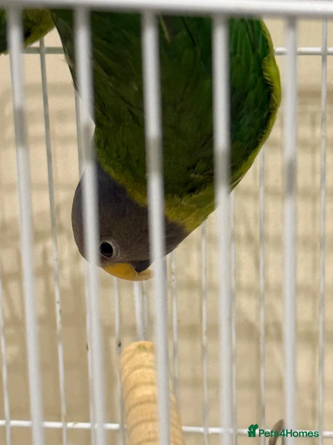 Parakeets birds for sale: Plum Head Parakeets for FREE - Advert 4