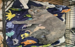British Shorthair cats for sale: British shorthair cross Russian Blue - Image 1