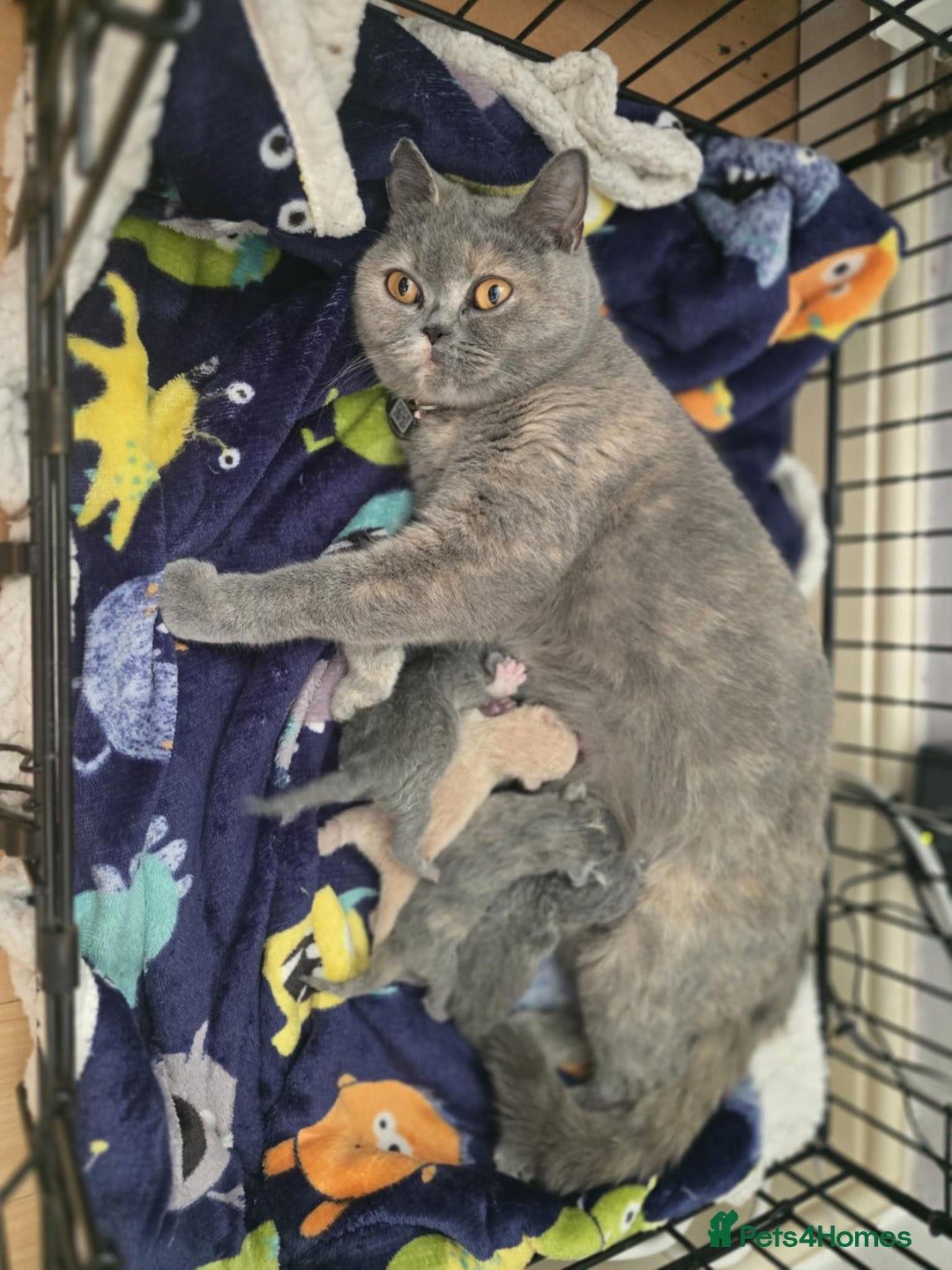 British Shorthair cats for sale: British shorthair cross Russian Blue - Image 1