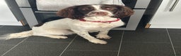 English Springer Spaniel dogs for stud: English Springer Spaniel for *STUD* - Advert 3