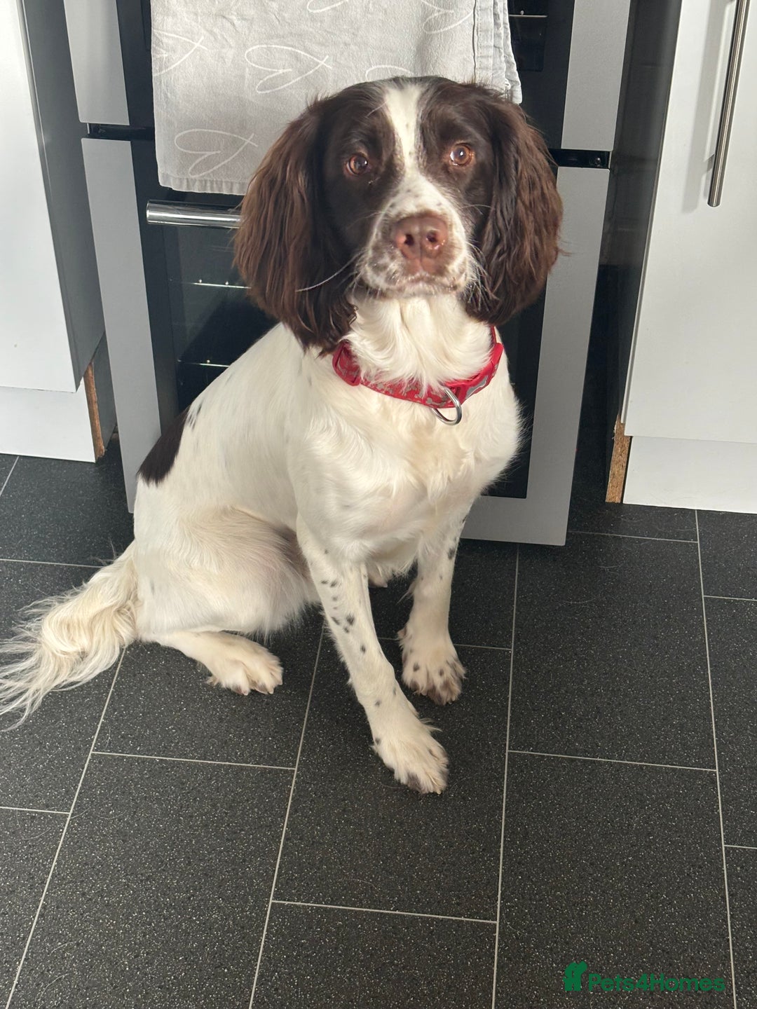 English Springer Spaniel dogs for stud: English Springer Spaniel for *STUD* - Advert 3