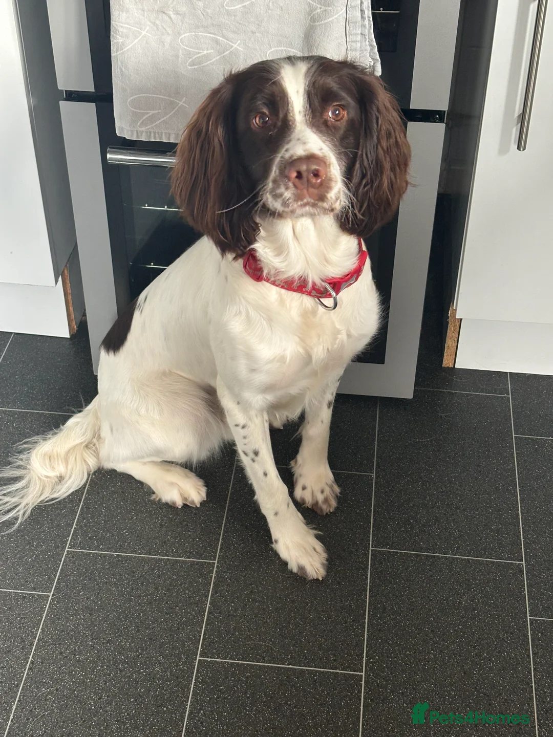 English Springer Spaniel dogs for stud: English Springer Spaniel for *STUD* - Advert 3