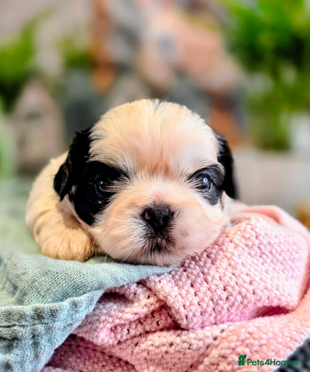Shih Tzu dogs for sale: Beautiful Shih Tzu Puppies – Raised With Love - Advert 1
