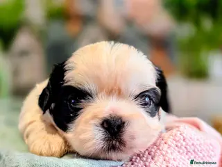 Shih Tzu dogs Beautiful Shih Tzu Puppies – Raised With Love - Advert 11