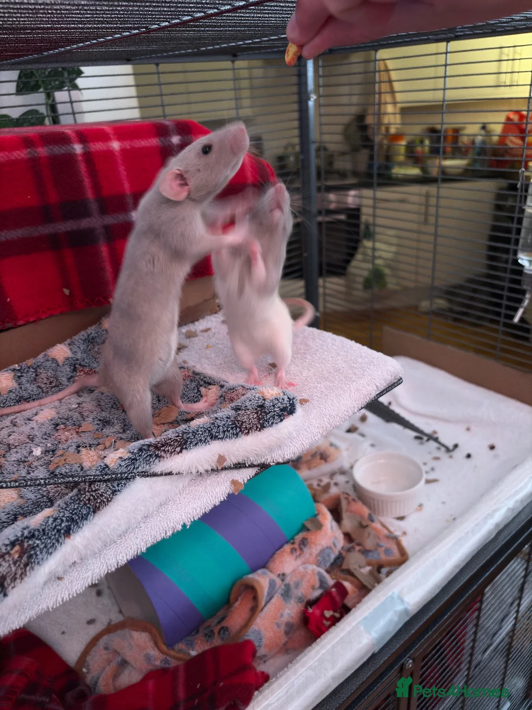 Rat rodents for sale: 3 sister rats  in Bristol - Advert 2