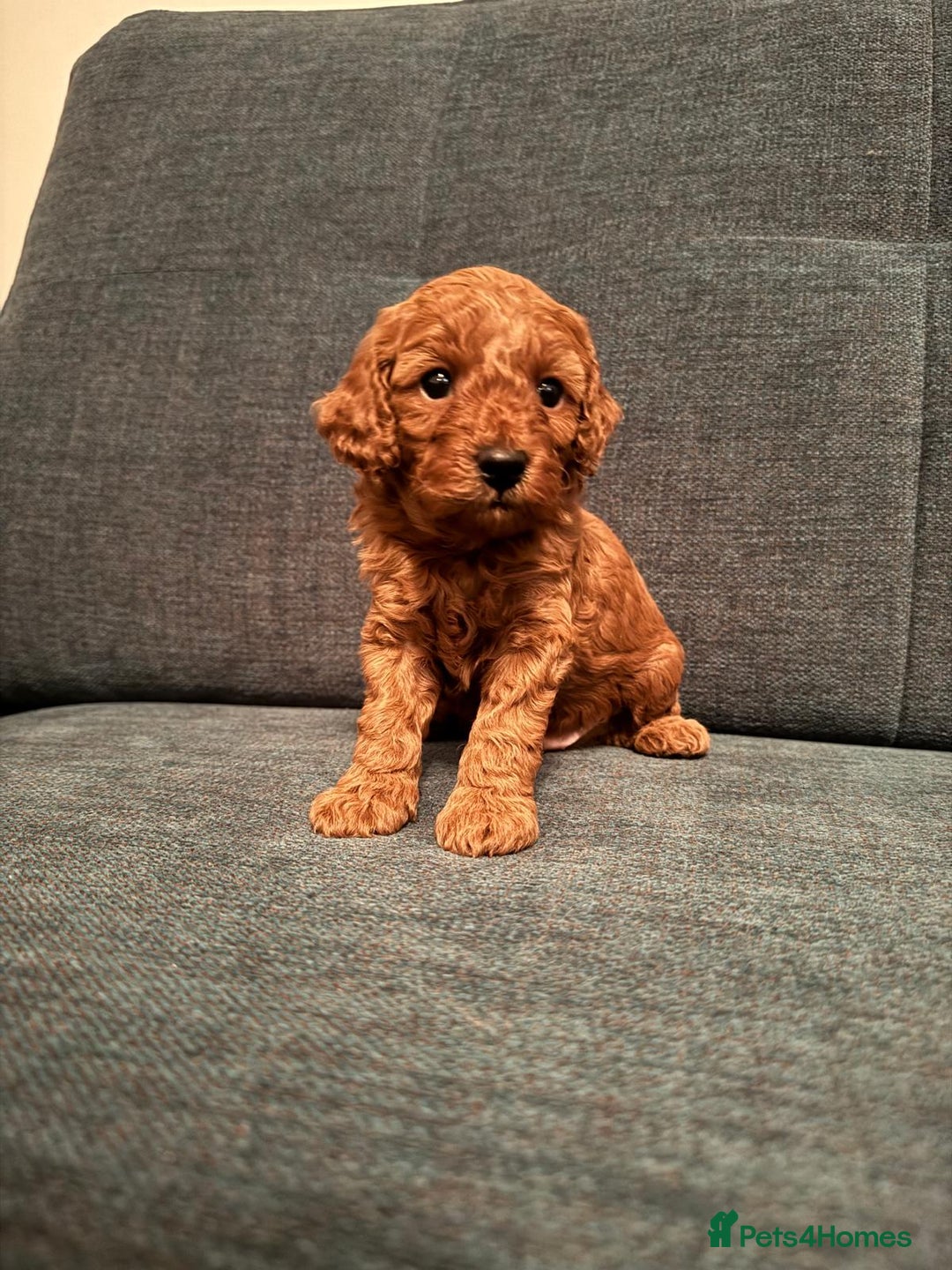 Cavapoo dogs for sale: F1B Toy Red Cavapoos for Sale - Advert 18