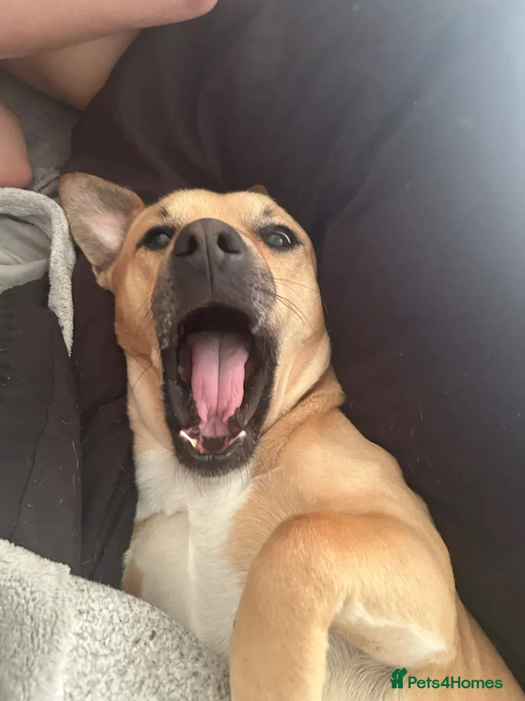 Mixed Breed dogs for sale: dog for sale  - Advert 2