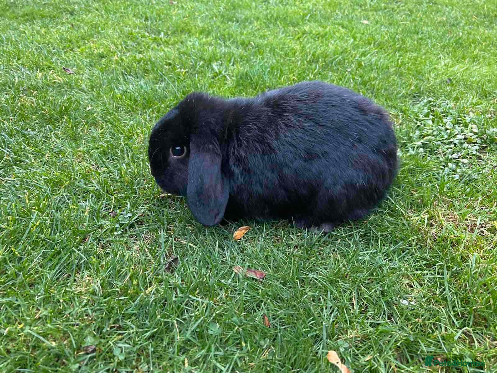 Mixed Breed rabbits Pretty rabbits for sale - Advert 18