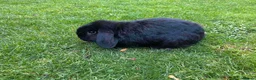 Mixed Breed rabbits for sale: Pretty rabbits for sale in Wellingborough - Advert 2