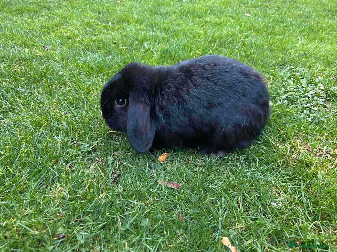 Mixed Breed rabbits for sale: Pretty rabbits for sale in Wellingborough - Advert 2