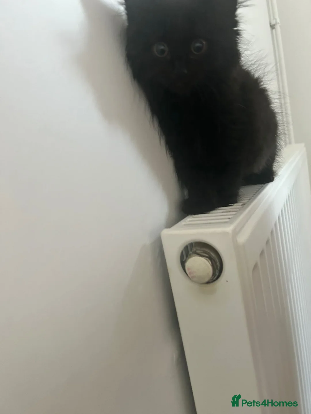 Mixed Breed cats for sale: Kittens  - Advert 4