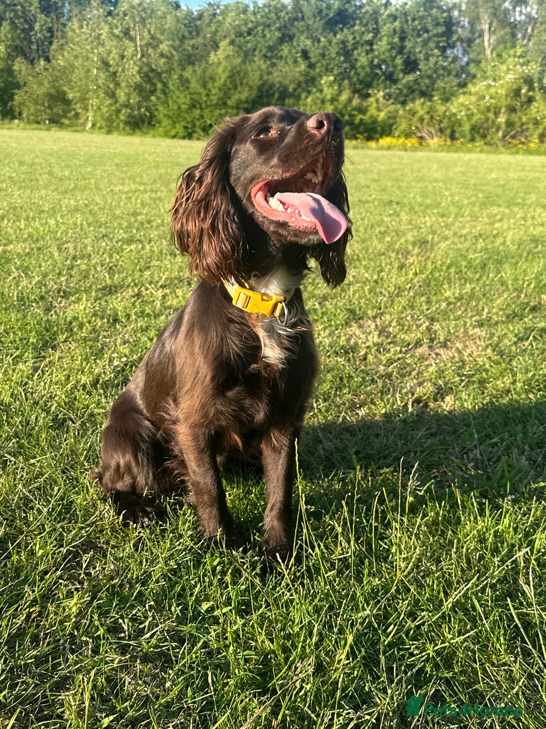 Cockapoo dogs for sale: COCKAPOO PUPPIES! READY TO LEAVE NOW🐾 - Advert 2