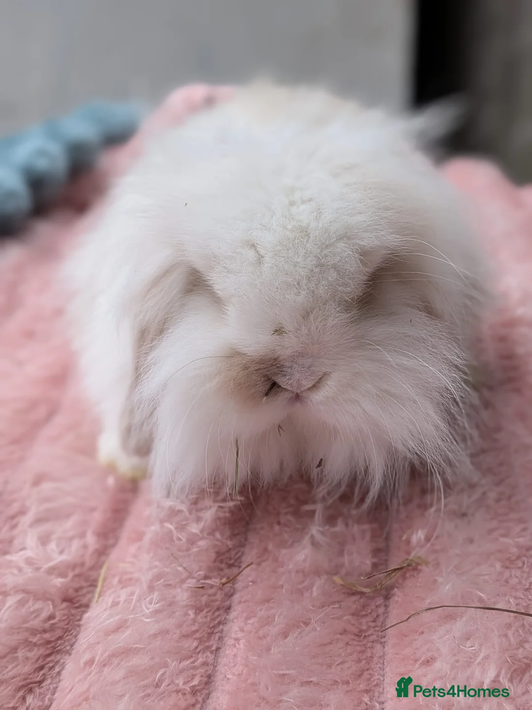 Mini Lion Lop rabbits for sale: Single main lion lops - Advert 1