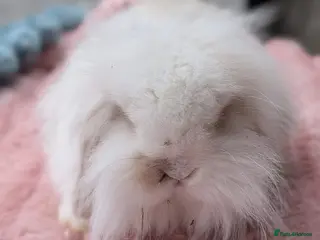 Mini Lion Lop rabbits Single main lion lops - Advert 3