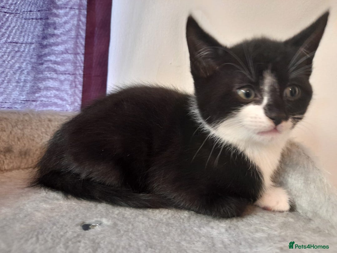 Mixed Breed cats for sale: Lovely  playful kittens  - Advert 3