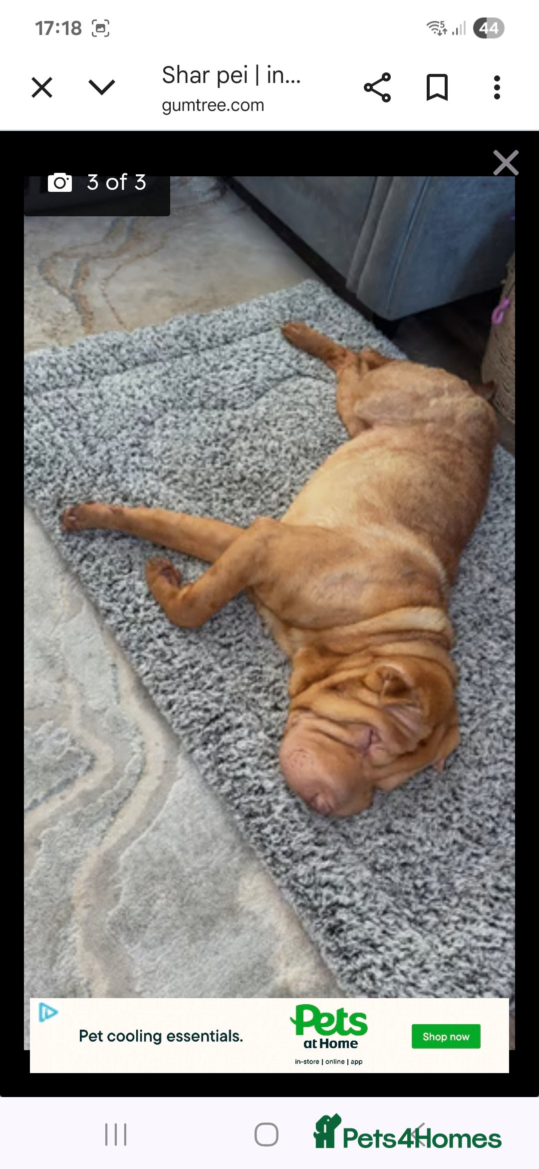 Shar Pei dogs for sale: 4 year old female shar pei  - Advert 1