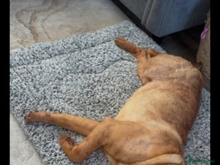 Shar Pei dogs 4 year old female shar pei - Advert 3