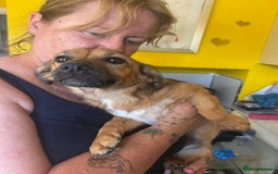Mixed Breed dogs for adoption: Pepper - Norwich Norfolk  - Image 5