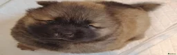 Chow Chow dogs for sale:  Beautiful Chow Chow Puppies – KC Registered 🐻 - Advert 7