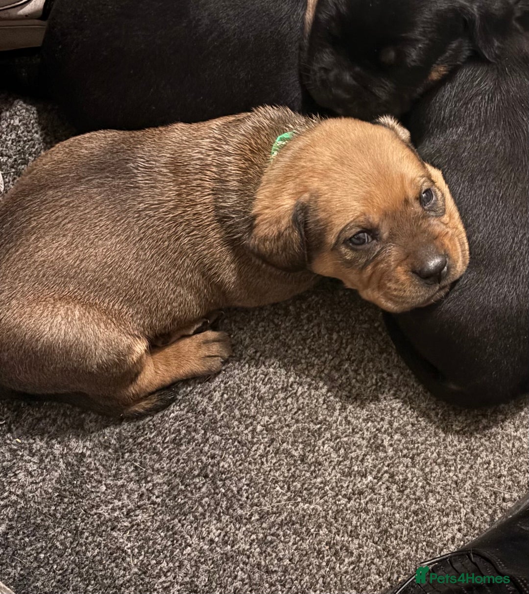 Mixed Breed dogs for sale: My surprise litter - Advert 15
