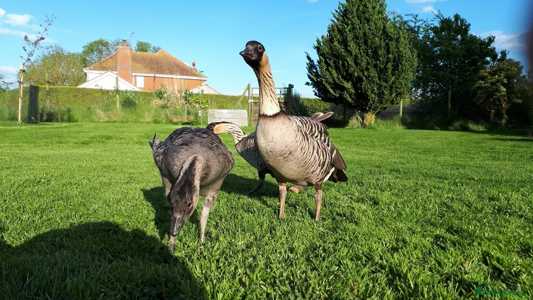 Geese poultry for sale: Ne-ne geese - Advert 2
