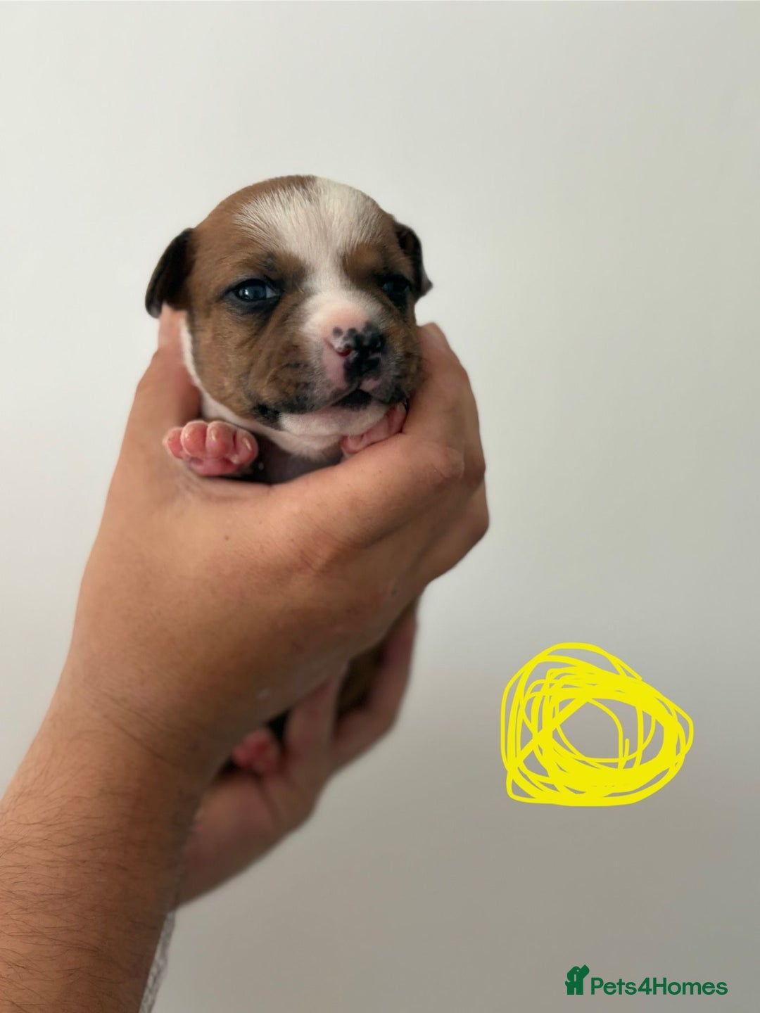 Staffordshire Bull Terrier dogs for sale: KC Staffordshire bull terriers 🧡🧡🏆🩸 REDS  - Image 24