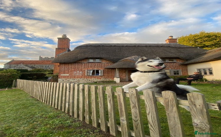 Siberian Husky dogs - Advert 15