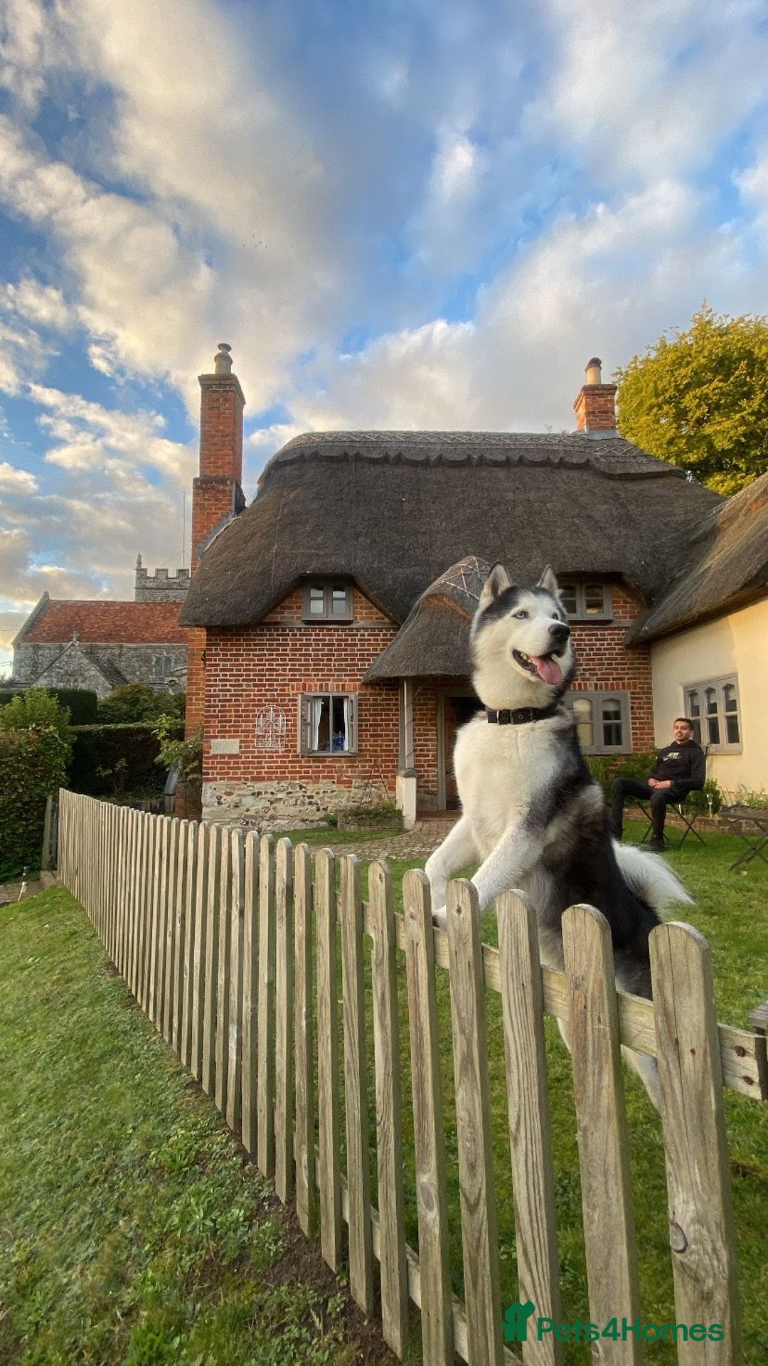 Siberian Husky dogs for stud: Siberian Husky Stud - Image 1