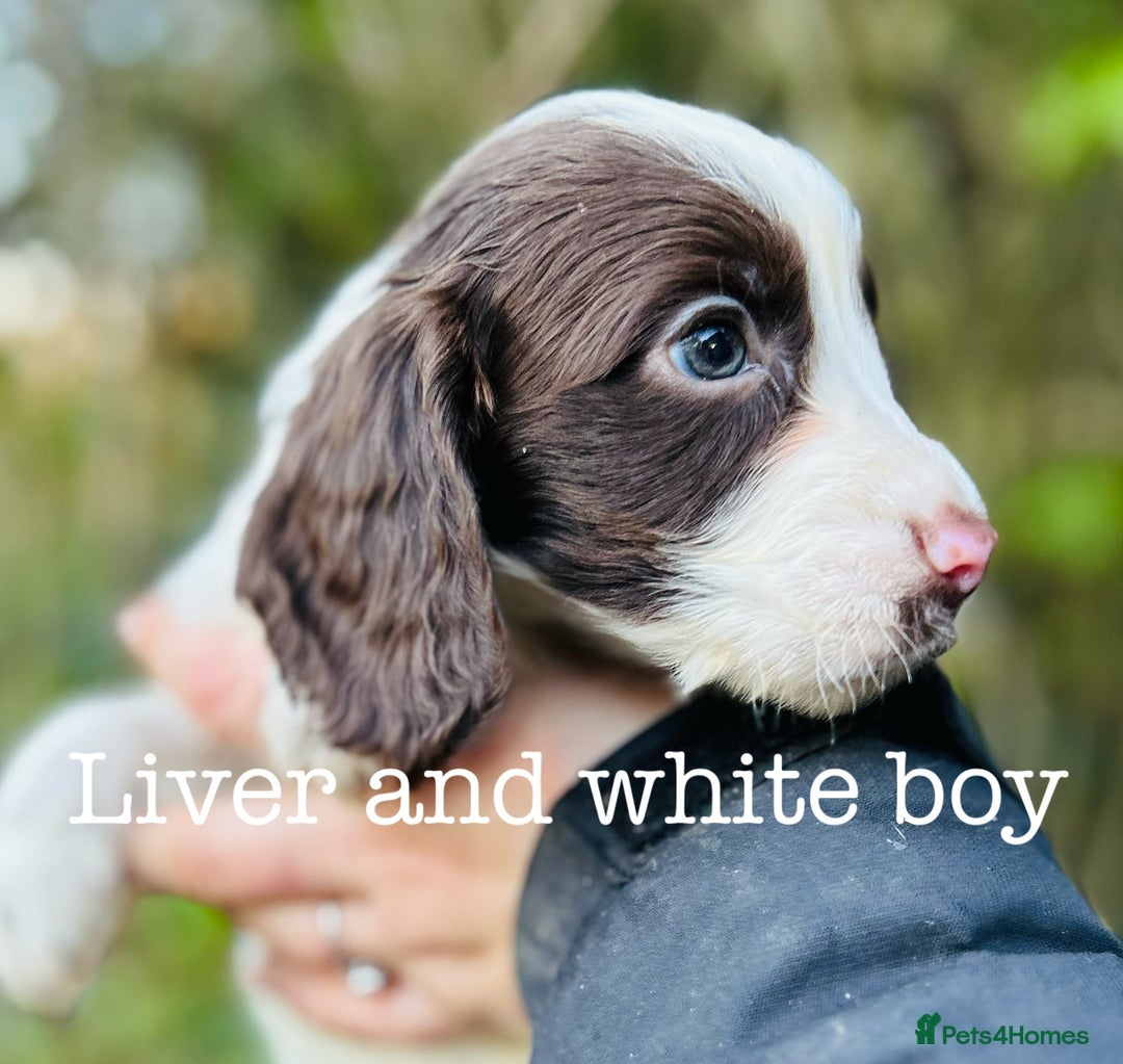 Cocker Spaniel dogs for sale: Sprocker Spaniel puppies  - Advert 15