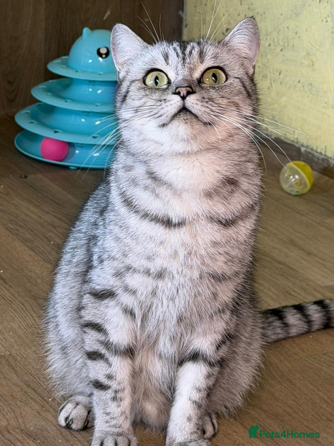 Ragdoll cats for sale: Beautiful White Female Kitten  - Advert 11