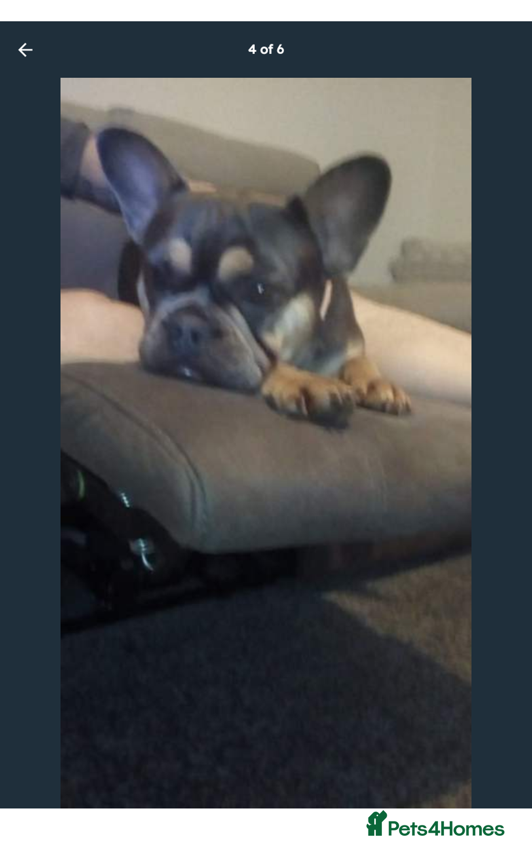 French Bulldog dogs for sale: French bulldog  - Advert 3