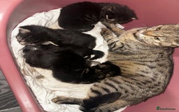 Mixed Breed cats for sale: 2 male 2 female beautiful kittens - Image 2