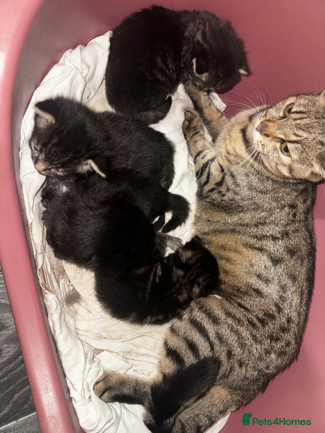 Mixed Breed cats for sale: 2 male 2 female beautiful kittens - Image 2