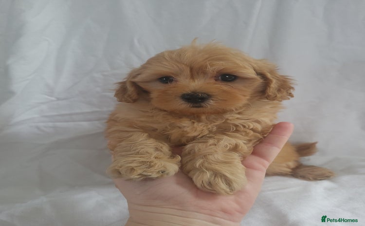 Maltipoo dogs - Advert 2
